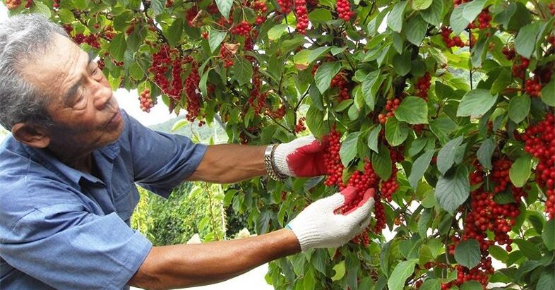Hierba de limón chino para aumentar la potencia