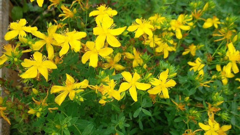 Que las plantas aumentan la potencia masculina